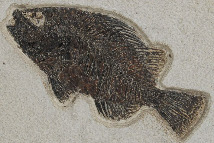 Fossil Fish (Cockerellites) - Green River Formation #211217